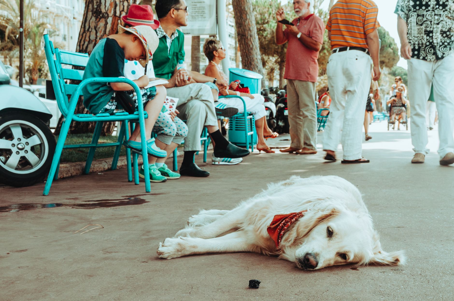 Chien sur la Promenade des Anglais à Nice — chaises bleues iconiques et bord de mer de la Côte d'Azur