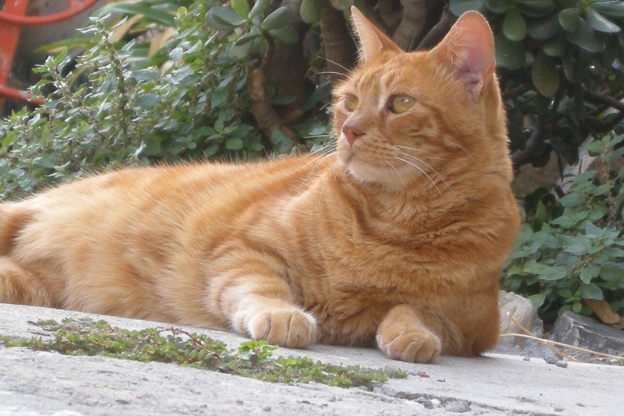 Gatto rosso disteso al sole nei vicoli della Pigna, il centro storico di Sanremo